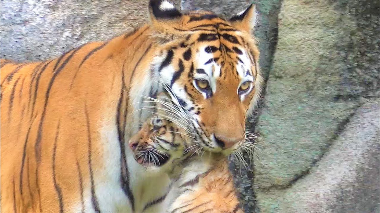 A tiger carrying a baby in its mouth. It's a cat after all.