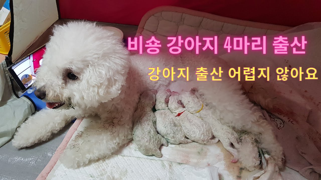 비숑강아지 출산과정1️⃣/4마리 낳았어요🐶/강아지출산에 해야 할일👍