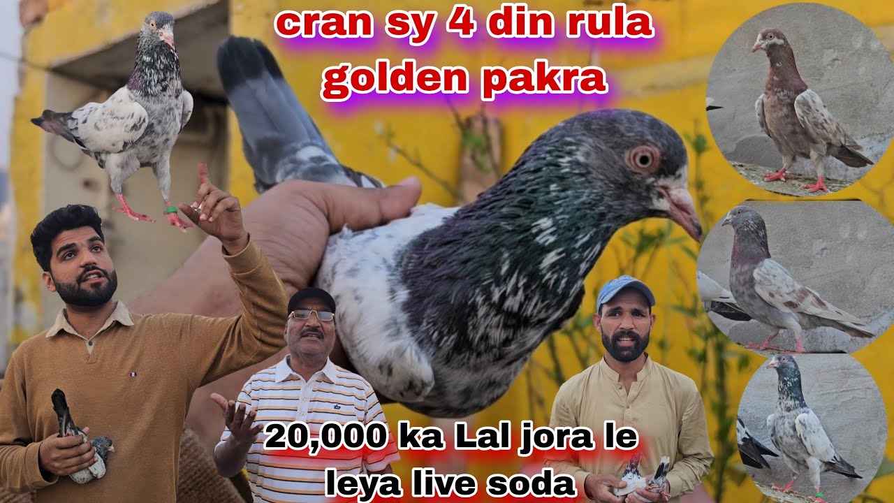 Chama 20,000 ka Lal jora kharid laya😵Cran sy 4 din rula howa kabutar pakra😯