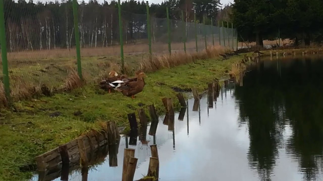Kaczki StaroPolskie na wybiegu Kaczki na Stawie. Dr&oacute;b Ozdobny Ptactwo Wodne