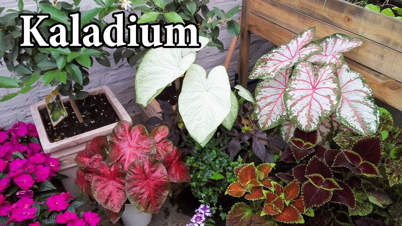 JAK PRZYGOTOWAĆ KALADIUM DO SEZONU / Caladium w ogrodzie / Uprawa i pielęgnacja /Oczkowanie Kaladium