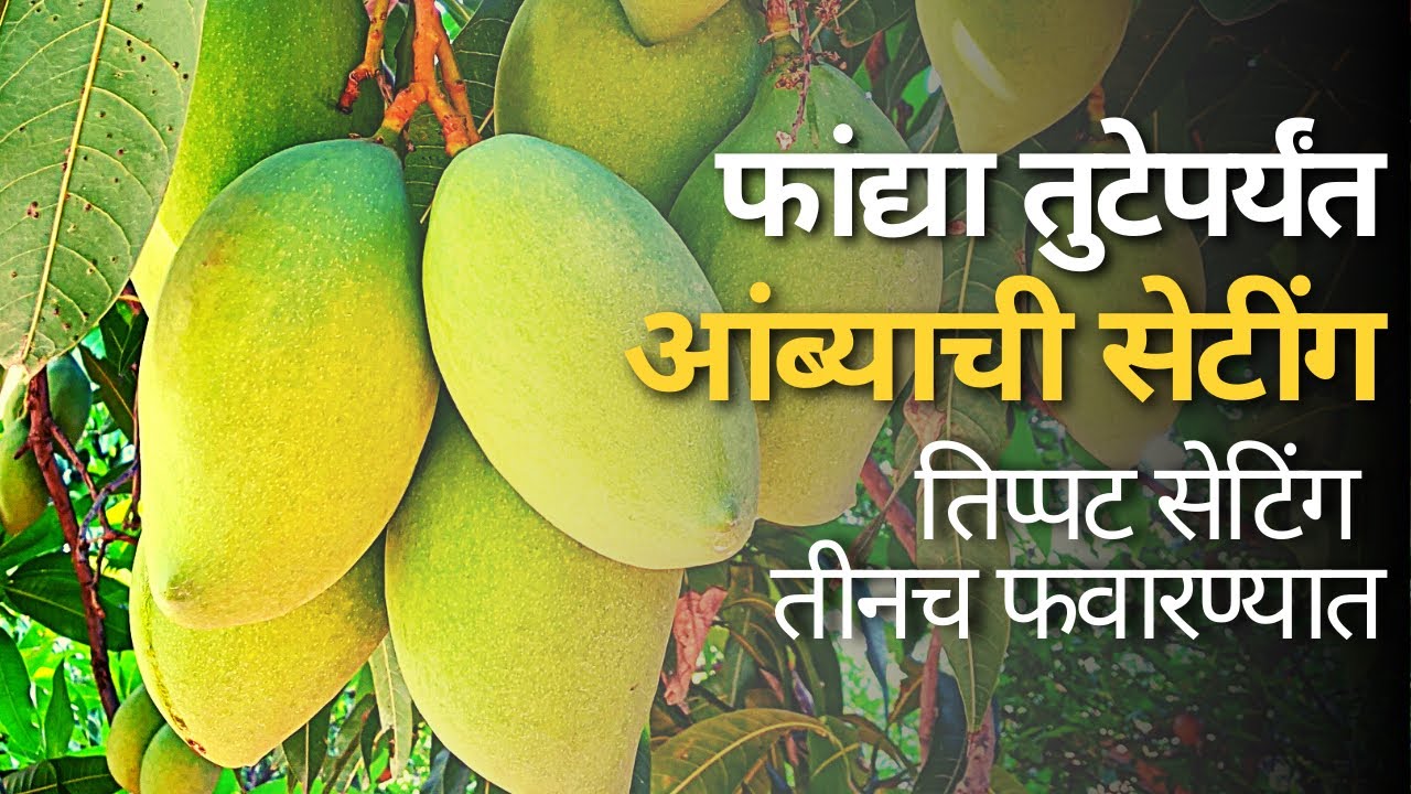 आंब्याच्या मोहोराची काळजी कशी घ्यावी? ।। आंबा मोहोर व्यवस्थापन