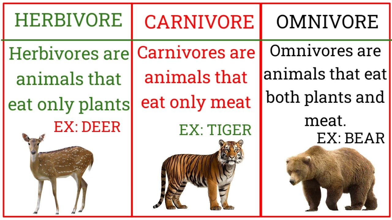 HERBIVORE, CARNIVORE AND OMNIVORE | TYPES OF ANIMAL