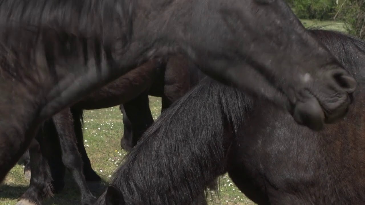 NEGRO, EL CABALLO LOSINO, ¡¡NUESTRA RAZA!!