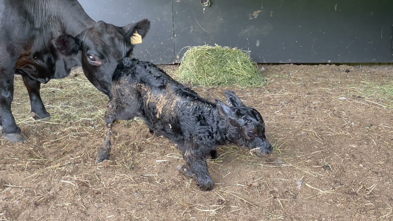 How fast can a new born calf learn to walk?