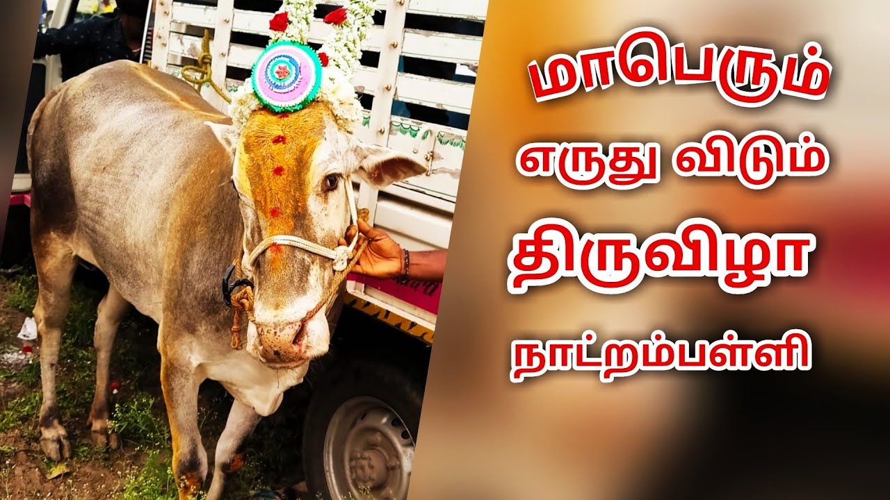 Natrampalli Eruthu Vidum Thiruvizha|நாட்றம்பள்ளி எருது விடும் திருவிழா 19:02:2021| Eruthukattu