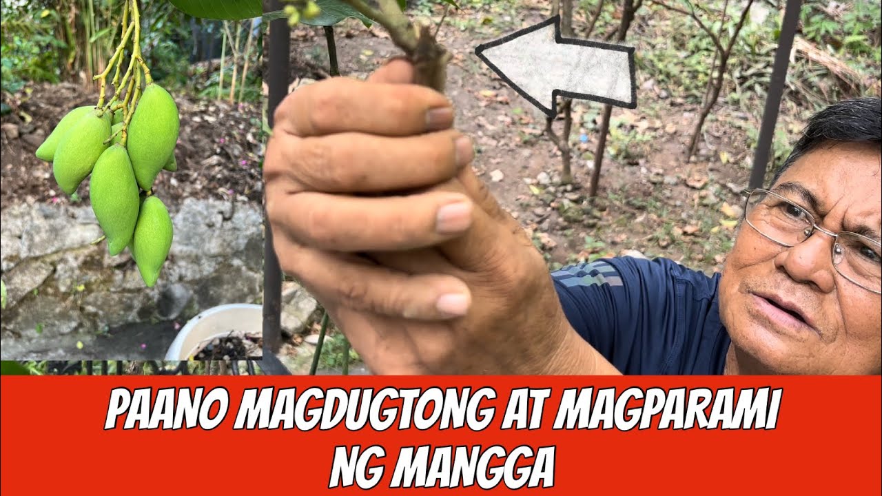 Paano magdugtong ng imported na mangga sa native na mango seedling? Julius Babao with Ka Bernie