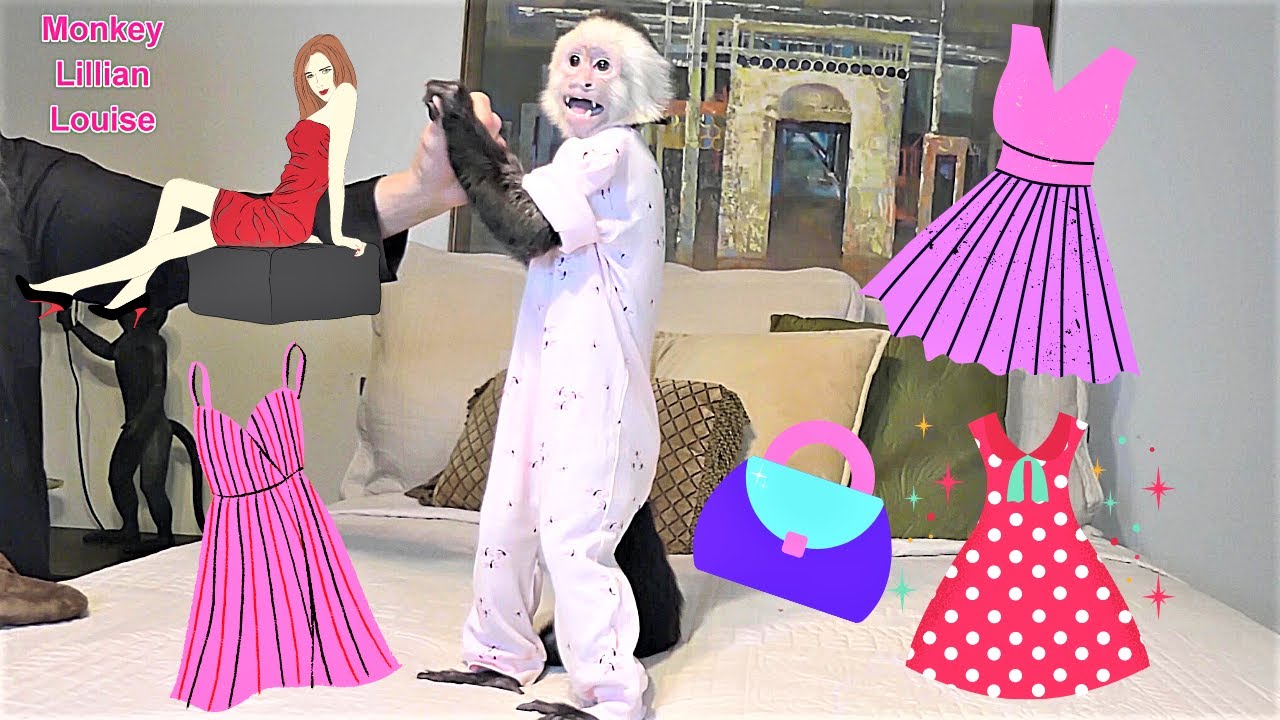 LINGERIE FASHION SHOW Cute! Adorable! Fun!   👛👗🤗💕 | Capuchin Monkey