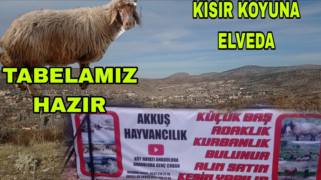 HAYVANLARIMIZ ARTIK RAHAT KISIR KOYUN KESİME GİTTİ