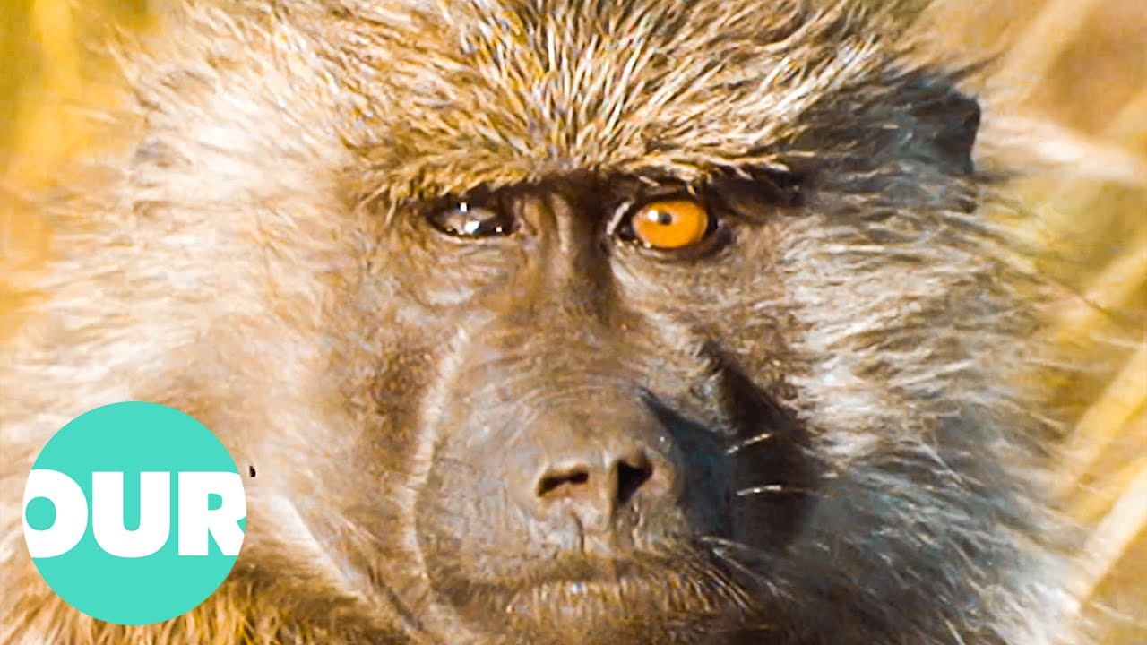 The 100 Baboons Known As 'The Pumphouse Gang' | Our World