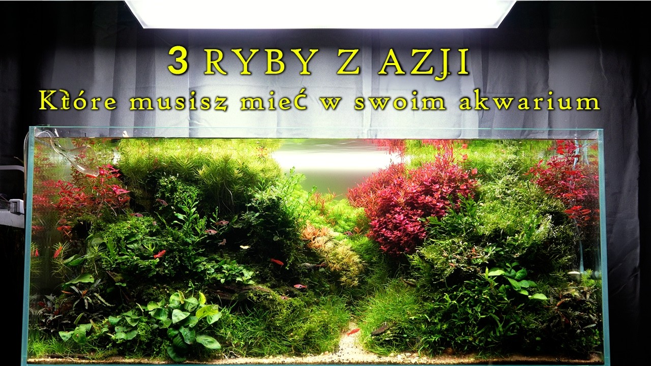 Dlaczego te 3 ryby z Azji są idealne do Twojego akwarium roślinnego?