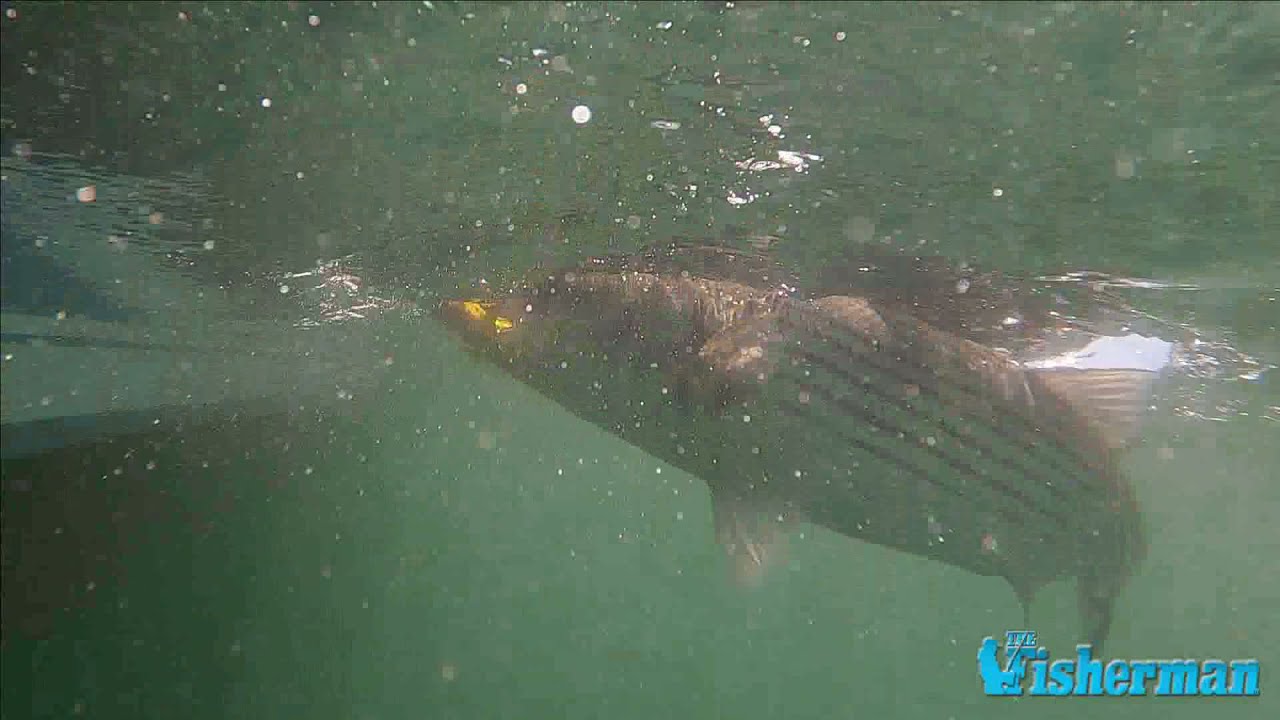 Northeast Striped Bass Study Montauk 2021