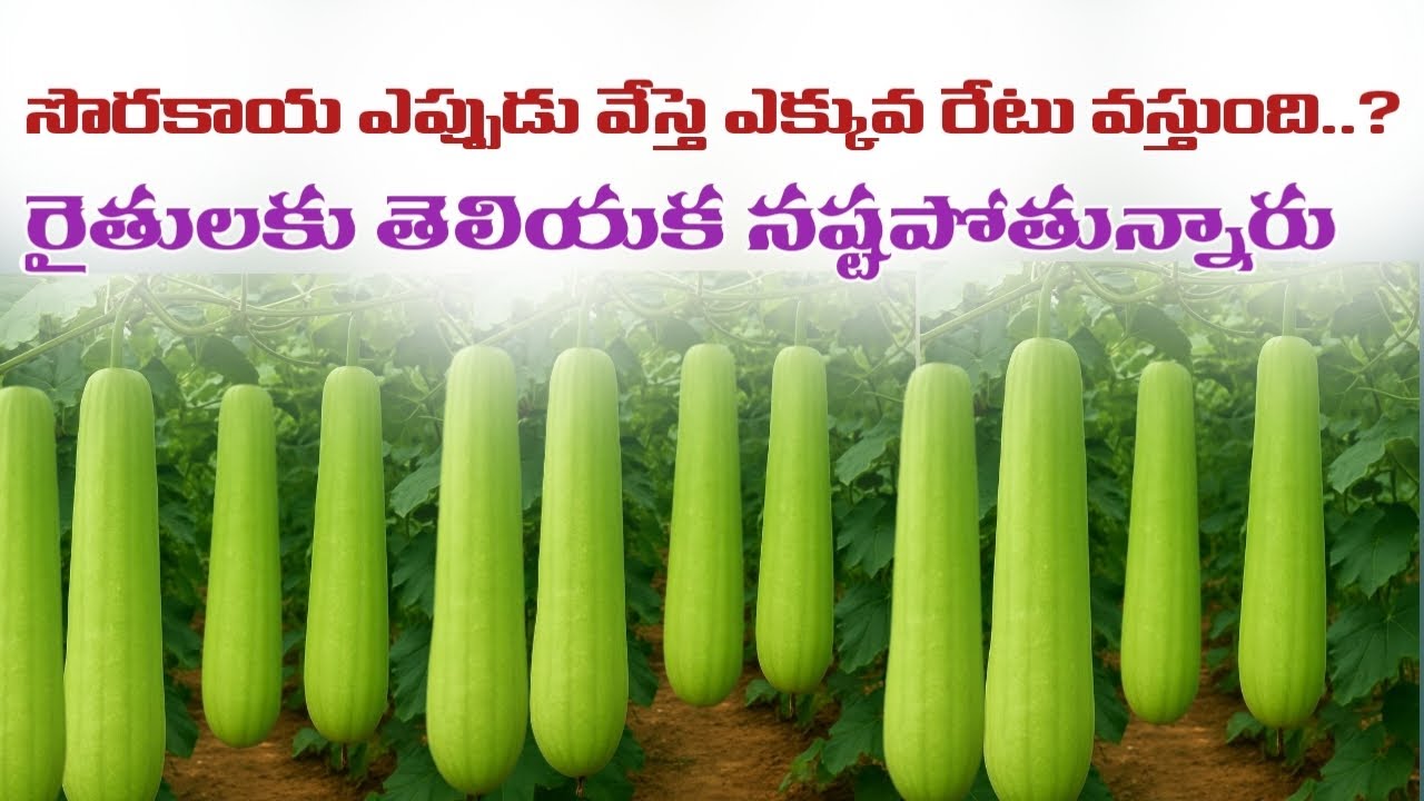 Bottle Gourd Best Farming Time | High Yield Lauki Cultivation Guide #సొరకాయ_సాగు 