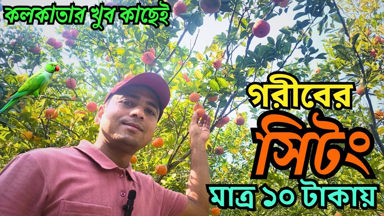 কলকাতার কাছেই মস্ত বড়ো কমলা বাগান | Feel Like Darjeeling Sittong | Low Budget Tourist Place in WB | 