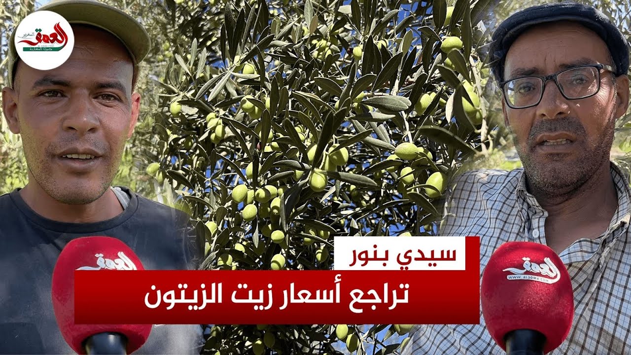 فلاحون يبشرون بوفرة محصول الزيتون في الموسم الحالي وتراجع أسعار الزيت لـ70 درهما للتر الواحد 