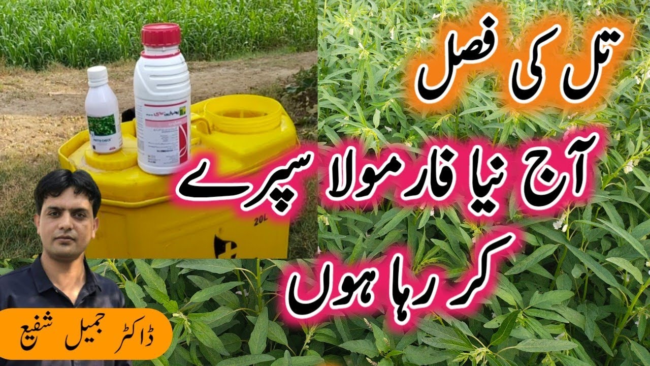 New Spray on Sesame crop | Plant Clinics | Dr. Jamil Shafi