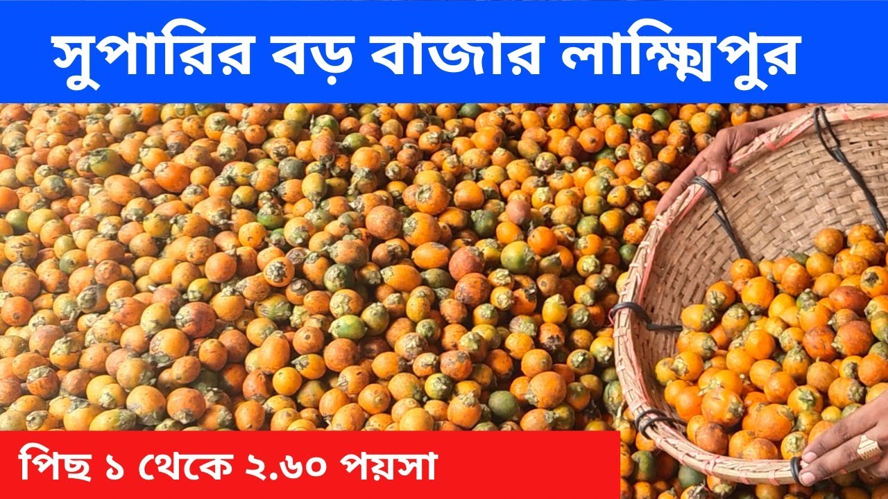 সুপারির ব্যাবসা আইডিয়া || সুপারির দাম|| সুপারির পাইকারি বাজার  লাক্ষ্মিপুর ||Business idea24