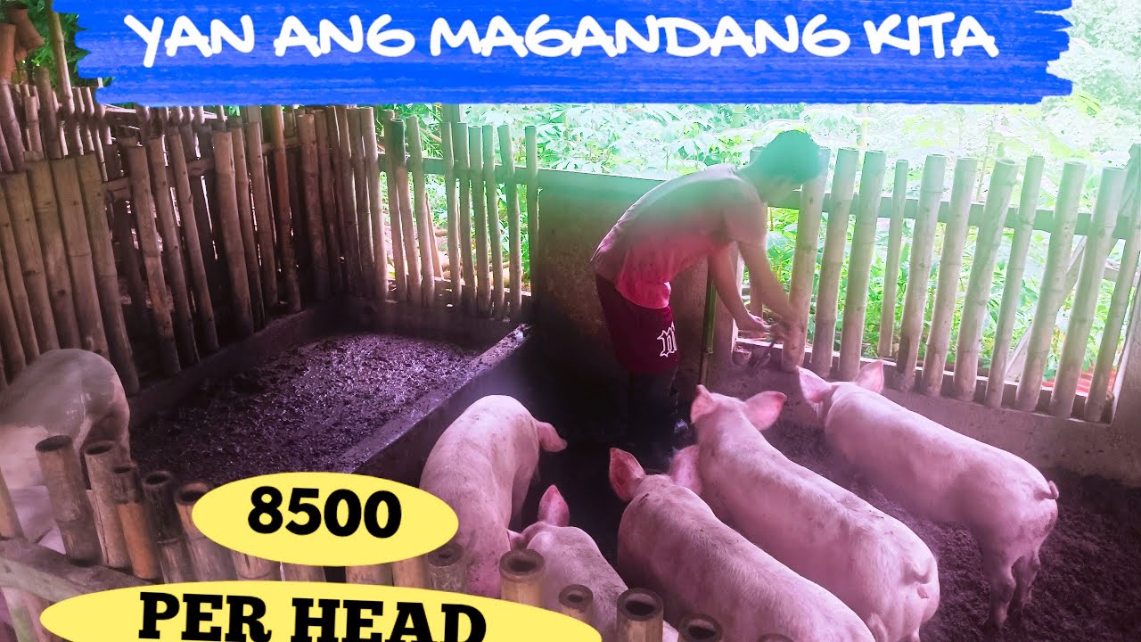 PIGGERY BUSINESS 2025  MALAKI ANG KINITA NG MGA NAG ALAGA NG BABOY