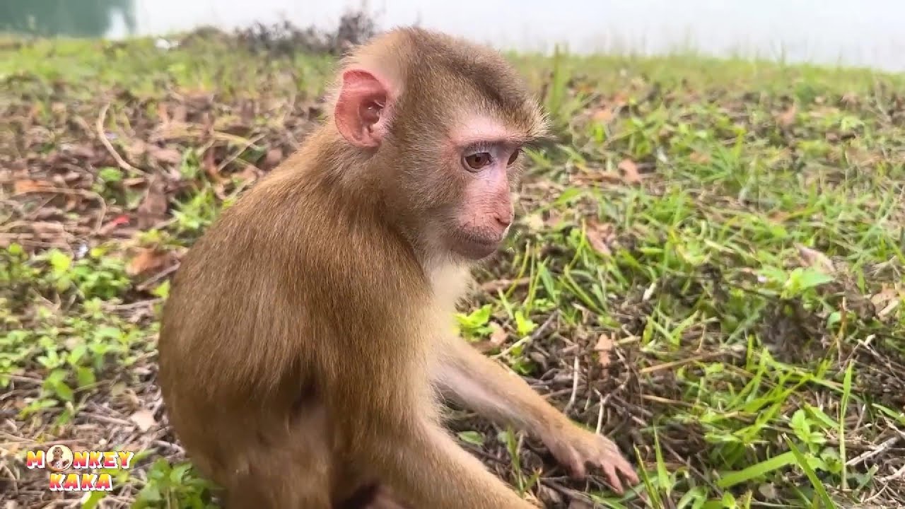 Monkey Kaka feels bored and lonely being here alone.