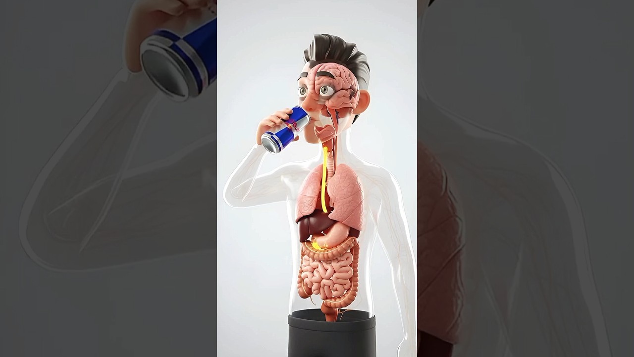 what happens when you drink red bull 🐂 cgi animation 