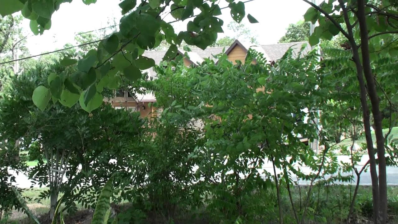 Trees distributed by Home Grown Missouri to the public