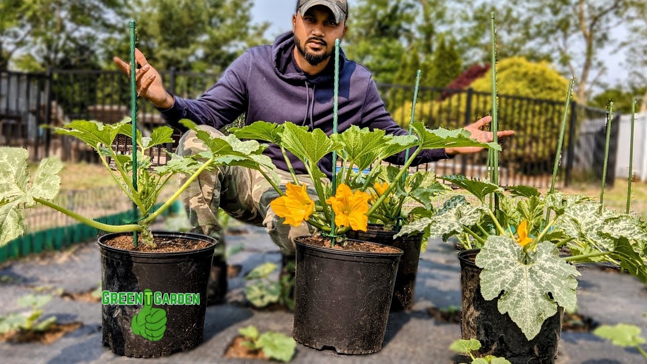 Why should you Prune and Grow Zucchini / Squash plants vertically !!! 