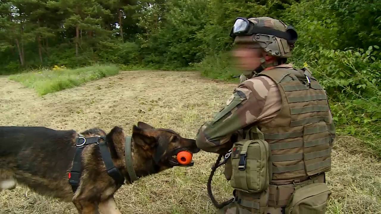 [Ma vie de chien militaire 1/5] Mon entraînement