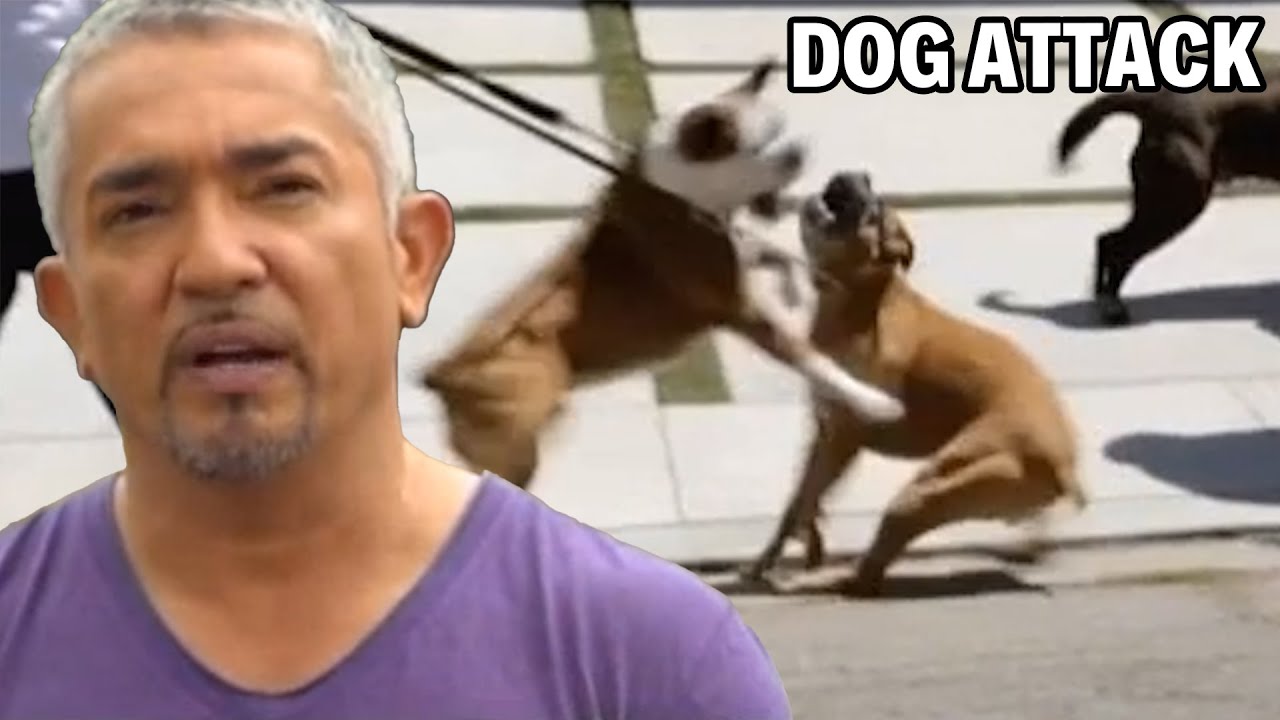 Могу ли я исцелить этих двух боксёров? | Cesar 911, сезон 1, серия 2 — часть 1