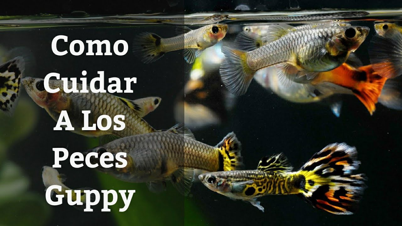 🔵 Como Cuidar Peces Guppy 1x1 (Acuarios MB)