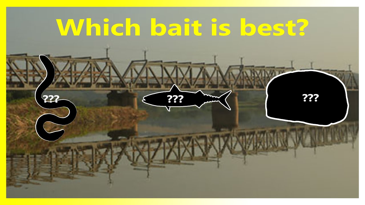 I Tested THREE Kinds of Fishing Baits!