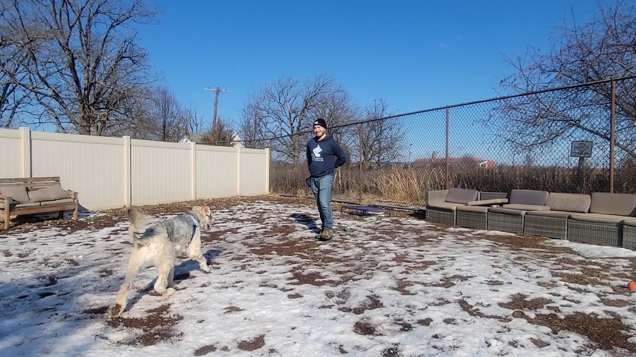 Teach Dogs to Come When Called & Tips for Reliable Recalls  |  Courageous Canines Dog Training
