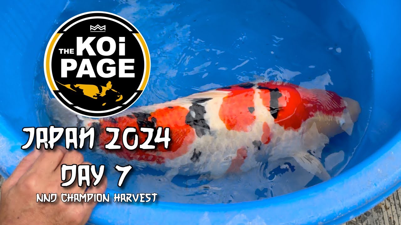 TheKoiPage | Japan Day 7 | NND Champion Harvest |