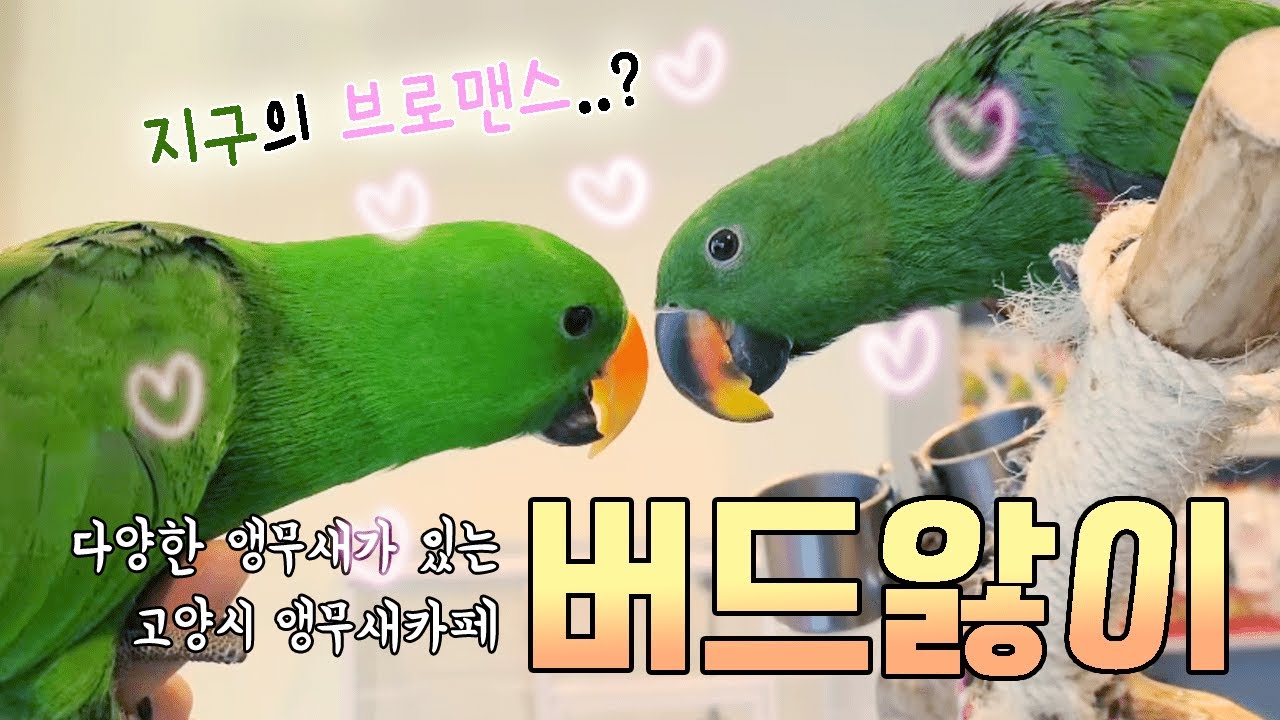 [지구/앵카] 앵무새카페 버드앓이에 놀러가요!