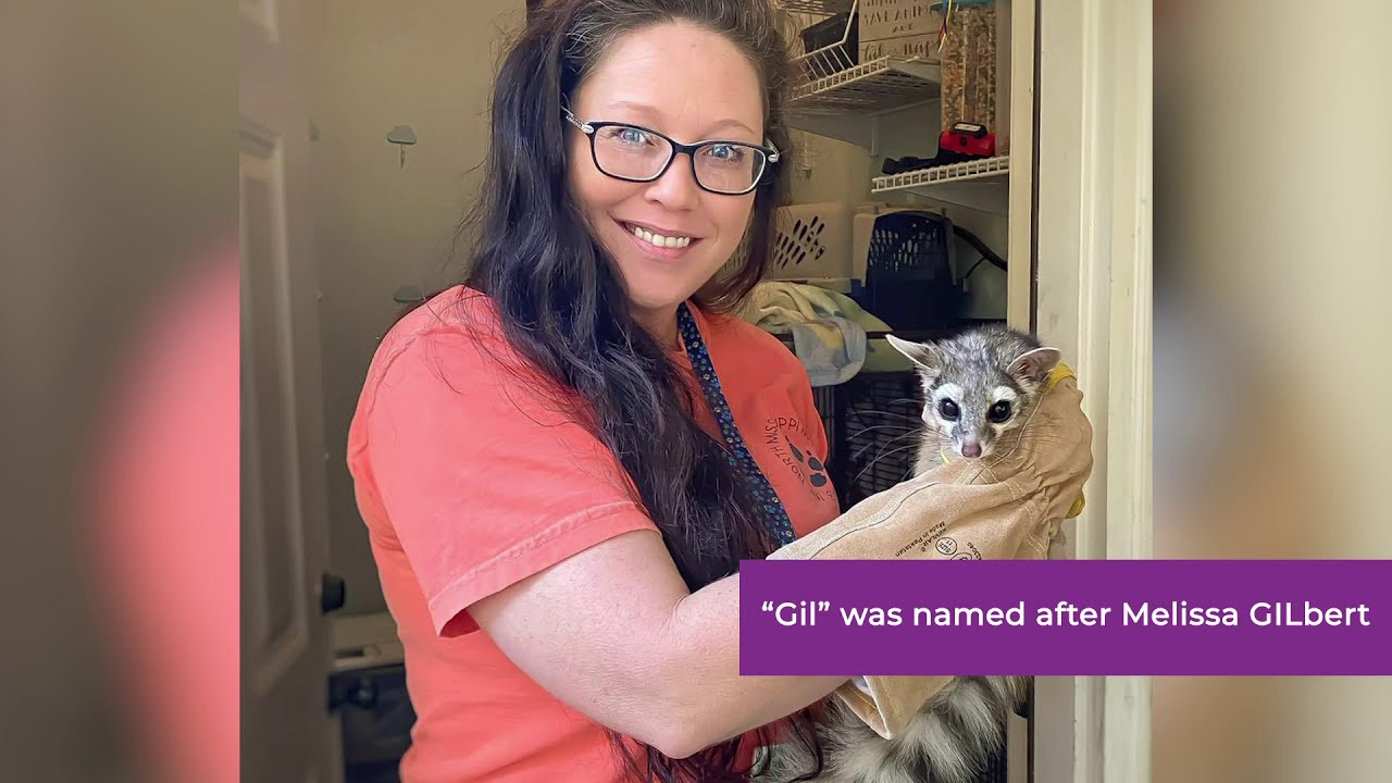 Ringtail Cat Joins Animals of The Night Exhibit After Being Rescued By Local Wildlife Rehabber