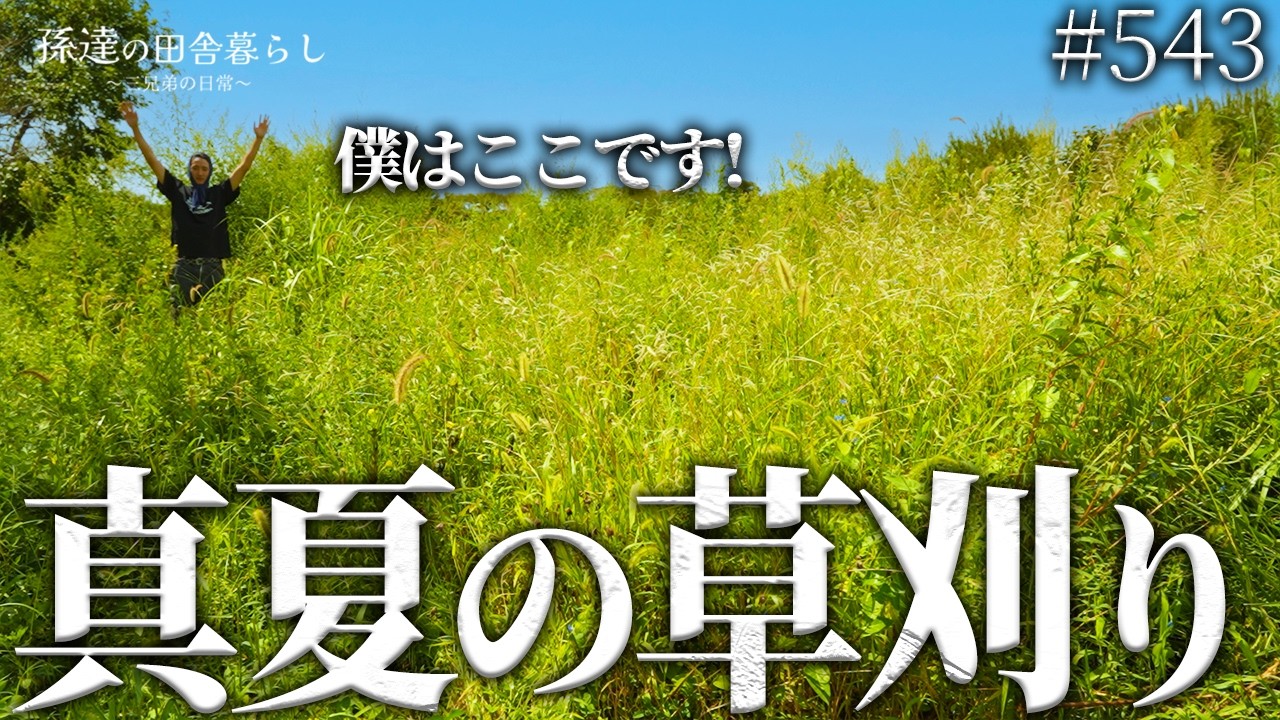 【草刈り】2m超えの大量の雑草で足の踏み場がない庭が見違えるほど綺麗に! #543