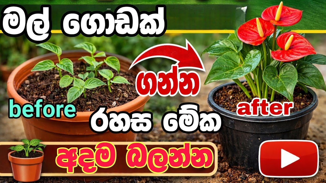 ඇන්තුරියම් පැලයක් නිවැරදිව මුල් අද්දවන හොඳම ක්‍රමය 🌱