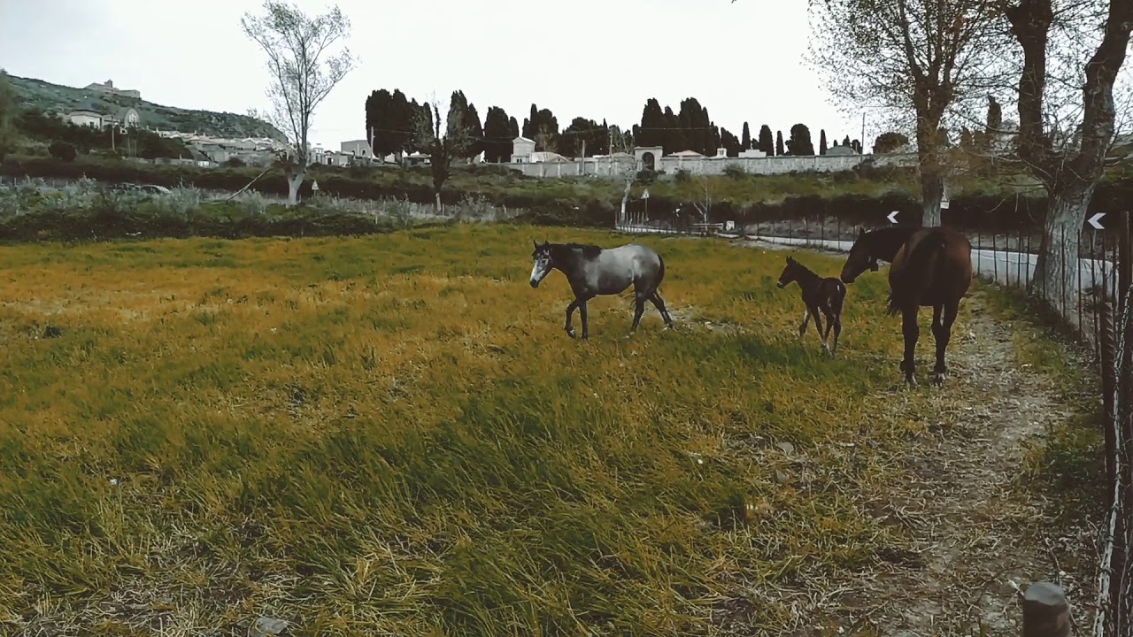 Cavalli Sanfratellani, Papà, Mamma e Figlia (San Fratello, 21 Aprile 2019)