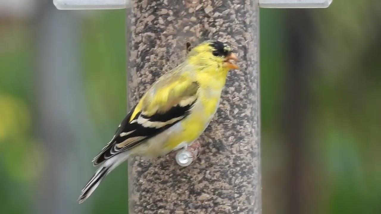 American gold finches are starting to molt their feathers! 