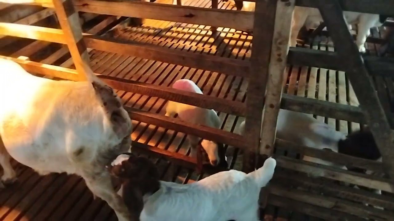 Giá Dê Đực Chốt giảm Nhẹ, Và Giá Dê Thương Phẩm Ngày 31-1-2026 Cũng Giảm 