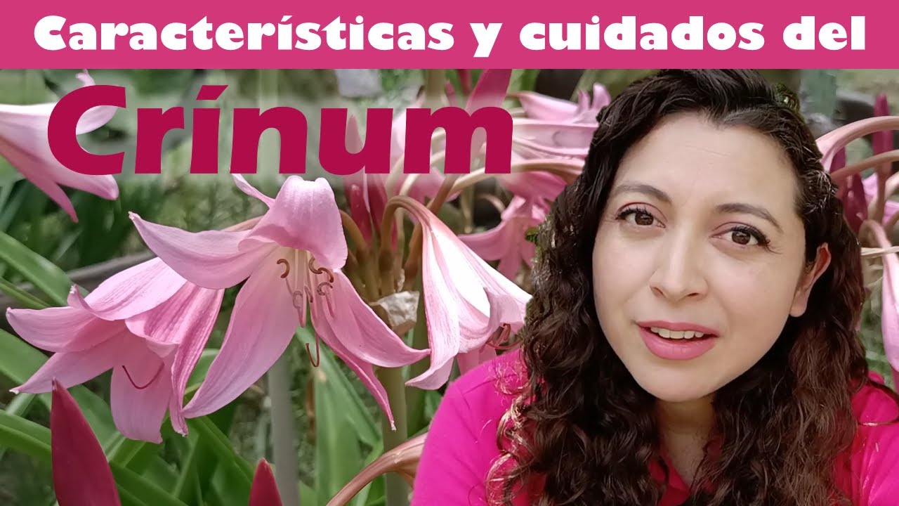 Krino, principales cuidados, reproducción y características del crinum x powellii