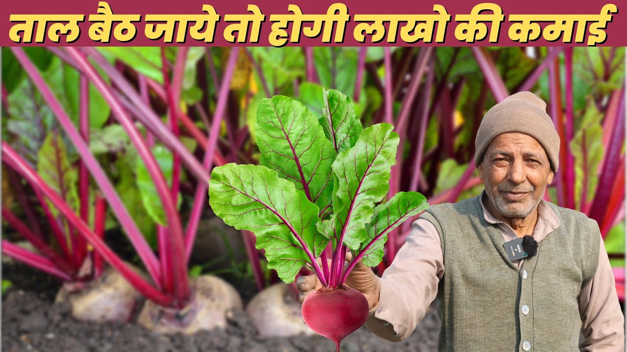 Chukandar | Beetroot farming | Beetroot | चुकंदर की खेती से 3 महीने में कमायें लाखो रूपए