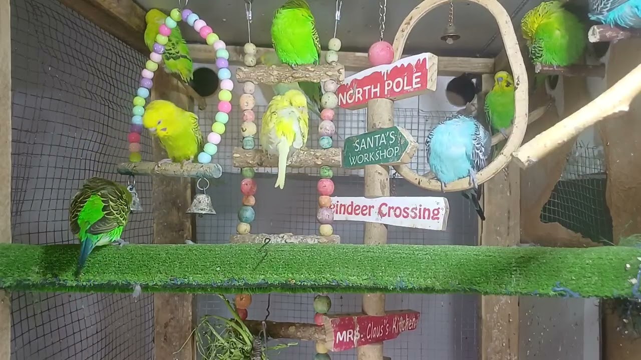 You can never get bored with this parrot 😄