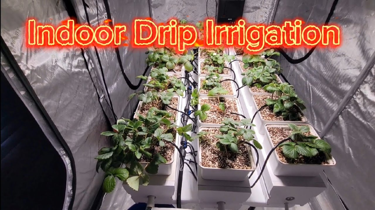 Indoor Strawberry Drip Irrigation - Spider Farmer SF600 Led Grow Light