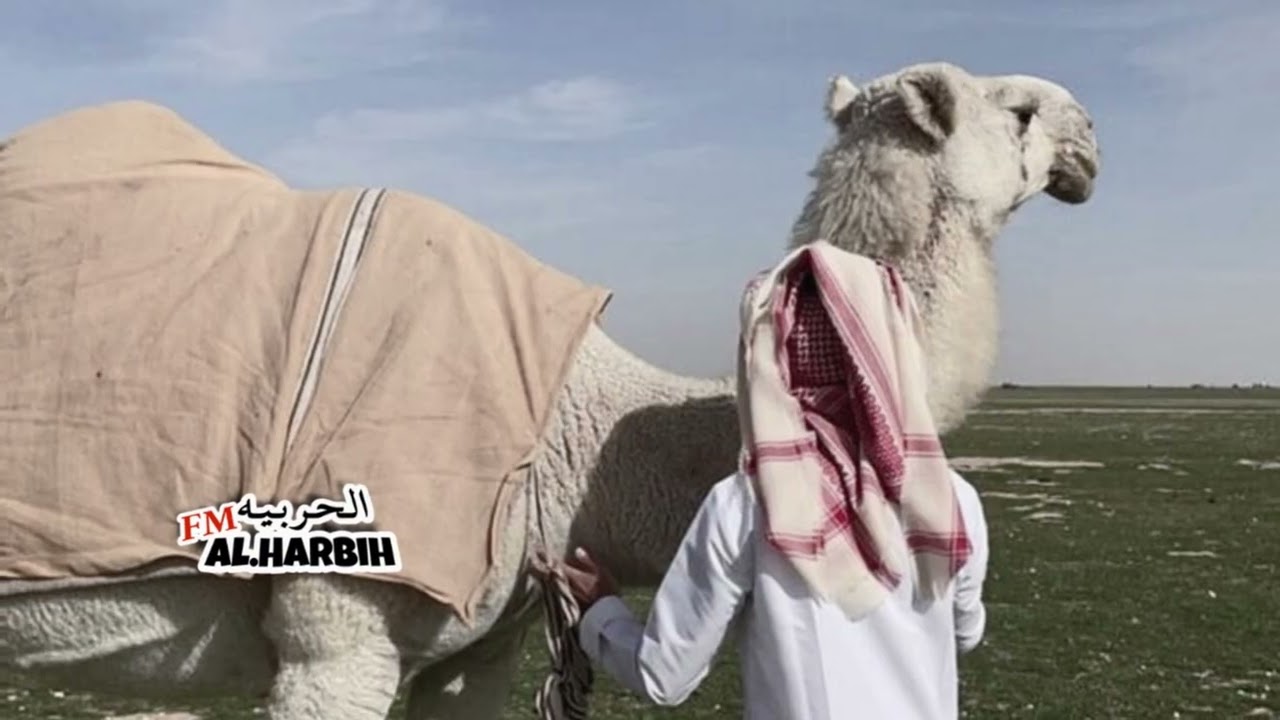 #محمد_آل_نجم | أعشق العليا وأحب النشاما والجزال 🎶