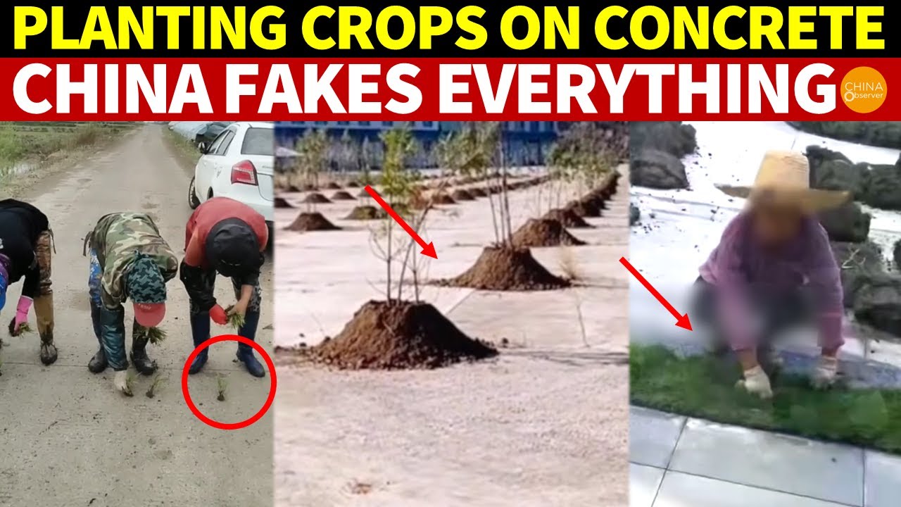 Planting Trees and Crops on Concrete, Greening Turf With Green Paint! Fake Is Everywhere in China