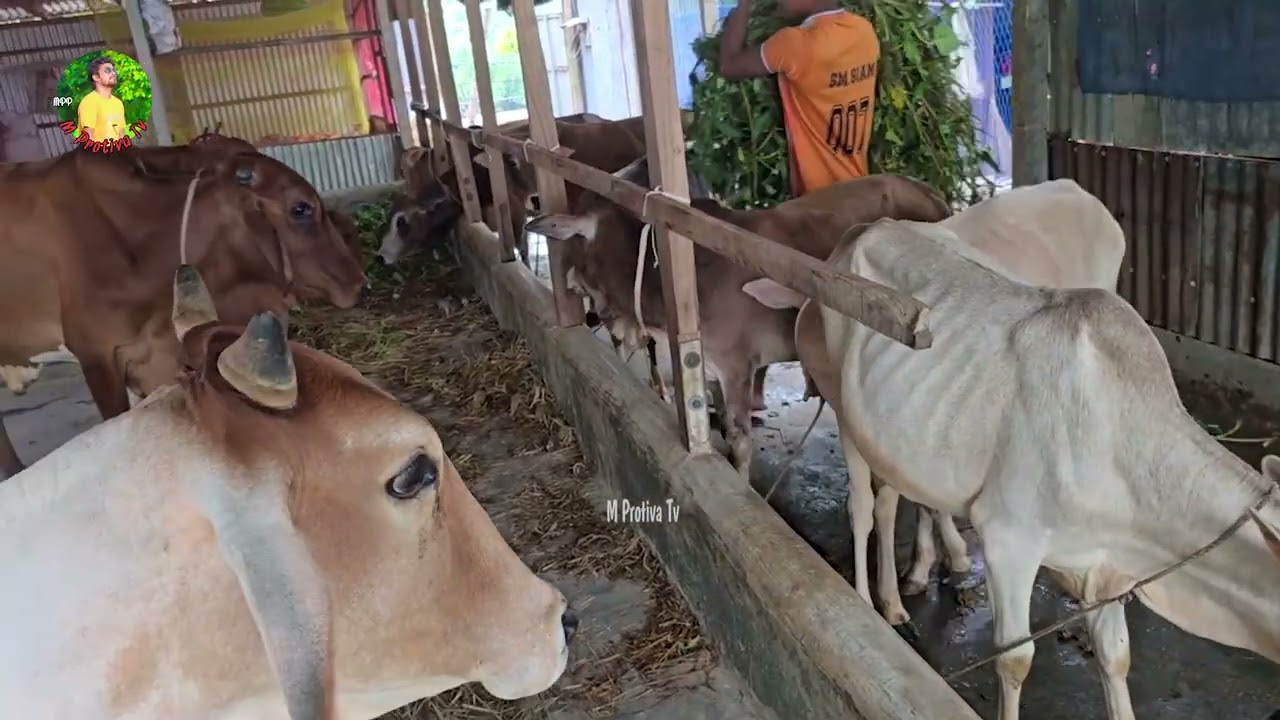 খাদ্যের অভাবে গরুকে কি খাওয়াই দেখুন ? M Protiva Tv 1361