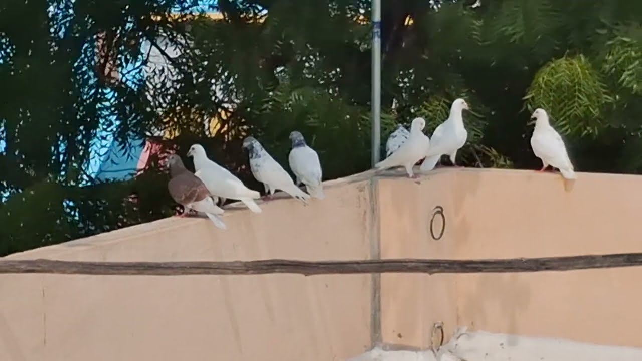 Hi friends 🧡 Our Red Over Adi male Kurna was flying . 🕊️ #BNANIMALSSHOP