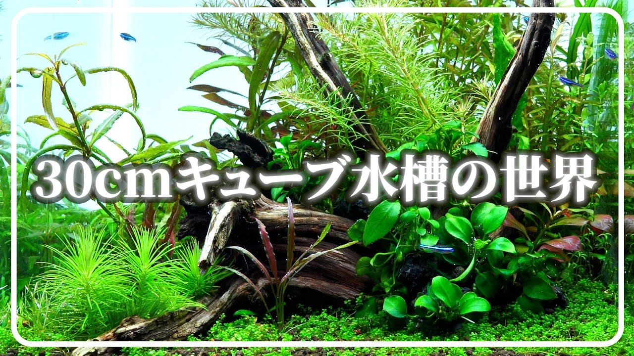 水草20種も植えた30cmキューブ水槽「立ち上げ」から「完成」まで