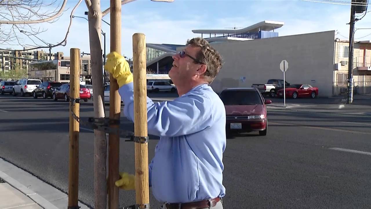 Tree Staking