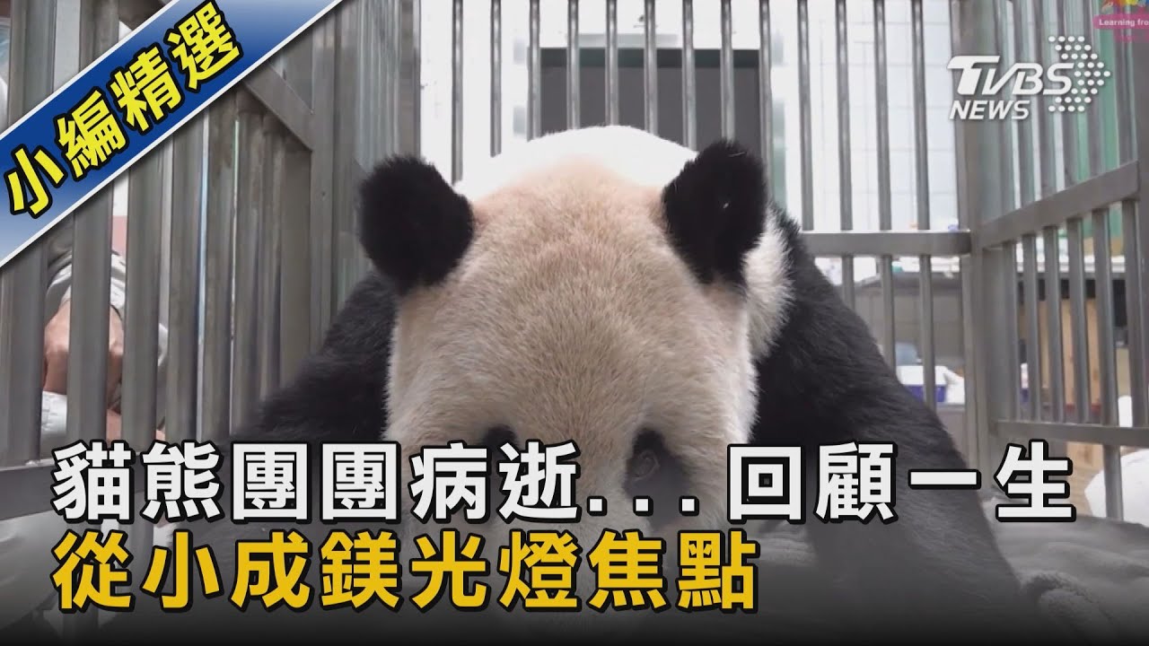 貓熊團團病逝...回顧一生 從小成鎂光燈焦點｜TVBS新聞
